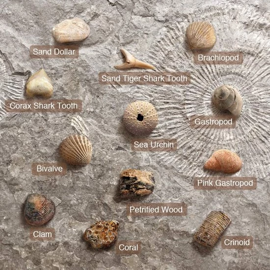 Merkloos Dr. Daz Fossielen Opgravingsset Voor Kinderen Opgravingsfossielen Experimentdoosjes Voor Kinderen Van 7 8 9 10 Jaar Zie Ook Doos 5542 3 Merkloos Dr. Daz Fossielen Opgravingsset Voor Kinderen Opgravingsfossielen Experimentdoosjes Voor Kinderen Van 7 8 9 10 Jaar Zie Ook Doos 5542